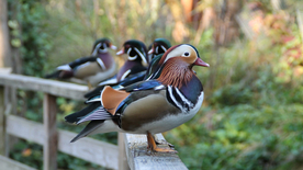 鸳鸯空山鸟语图片