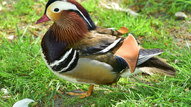 鸳鸯空山鸟语图片