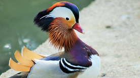 鸳鸯空山鸟语图片