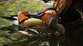 鸳鸯空山鸟语图片