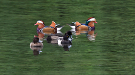 鸳鸯空山鸟语图片