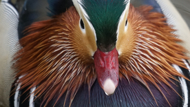 鸳鸯空山鸟语图片