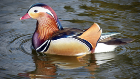 鸳鸯空山鸟语图片