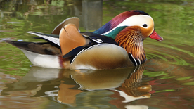 鸳鸯空山鸟语图片
