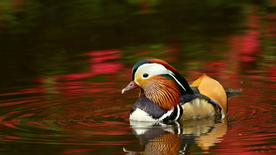 鸳鸯空山鸟语图片