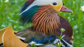 鸳鸯空山鸟语图片