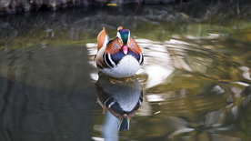 鸳鸯空山鸟语图片