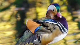 鸳鸯空山鸟语图片
