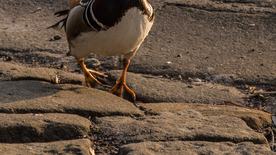 鸳鸯空山鸟语图片