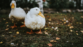鸭子空山鸟语图片