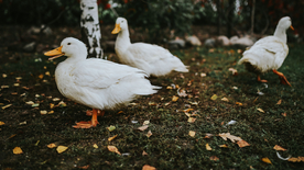 鸭子空山鸟语图片