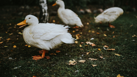 鸭子空山鸟语图片