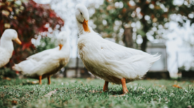 鸭子空山鸟语图片