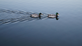 鸭子空山鸟语图片