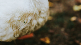 鸭子空山鸟语图片