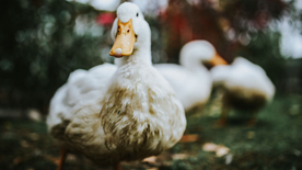 鸭子空山鸟语图片