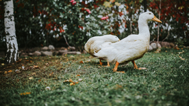 鸭子空山鸟语图片