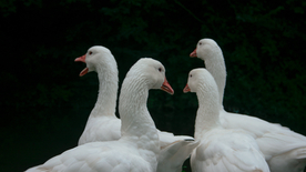 鸭子空山鸟语图片