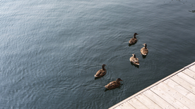 鸭子空山鸟语图片