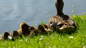 鸭子空山鸟语图片