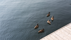 鸭子空山鸟语图片