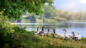 鸭子空山鸟语图片