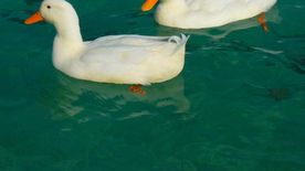 鸭子空山鸟语图片