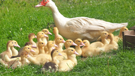 鸭子空山鸟语图片