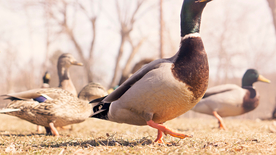 鸭子空山鸟语图片