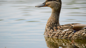 鸭子空山鸟语图片