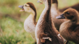 鸭子空山鸟语图片