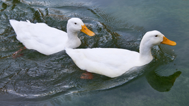 鸭子空山鸟语图片
