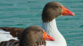 鸭子空山鸟语图片