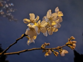 暮色下的珞珈樱花