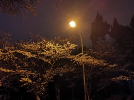 路灯下的武大樱花