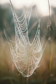 蜘蛛网蛛网罗网图片