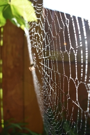 蜘蛛网蛛网罗网图片