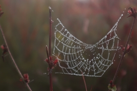 蜘蛛网蛛网罗网图片