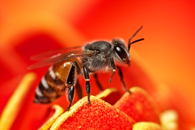 蜜蜂