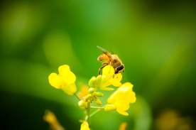 蜜蜂