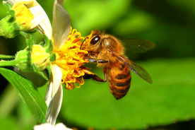 蜜蜂