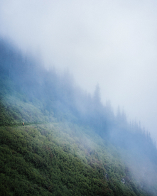 薄雾森林