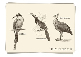 3款鸟类手绘稿