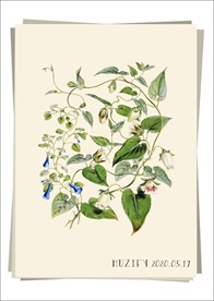 牵牛花 植物图鉴