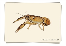 小龙虾 生物图鉴