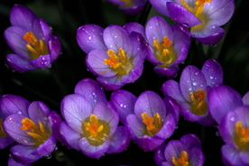 番红花藏红花图片