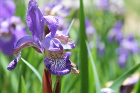 鸢尾花美丽图片