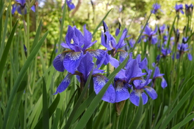 鸢尾花美丽图片