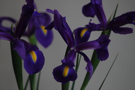 鸢尾花美丽图片