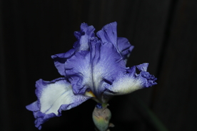 鸢尾花美丽图片